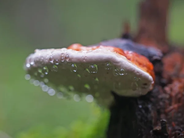 Fungus mushroom in droplets on a stump — Stock Photo, Image