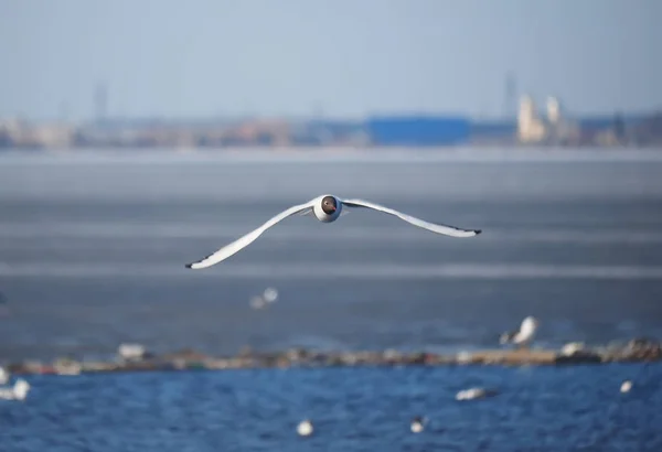 Seagull in flight. Spring — Stock Photo, Image