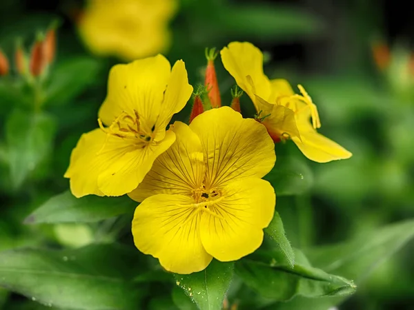 Flores amarelas da noite no canteiro de flores — Fotografia de Stock