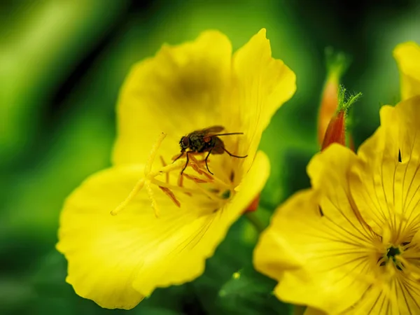 花坛上的黄色晚花 — 图库照片