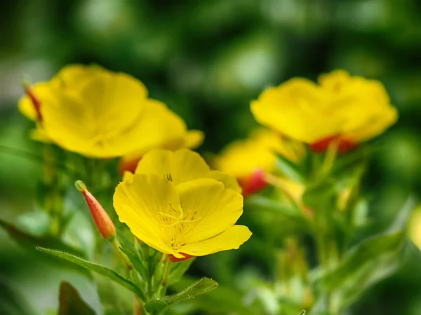 花壇の上に黄色の夜花 — ストック写真