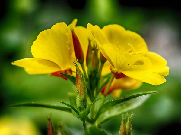 Gele avond bloemen op de flowerbed — Stockfoto