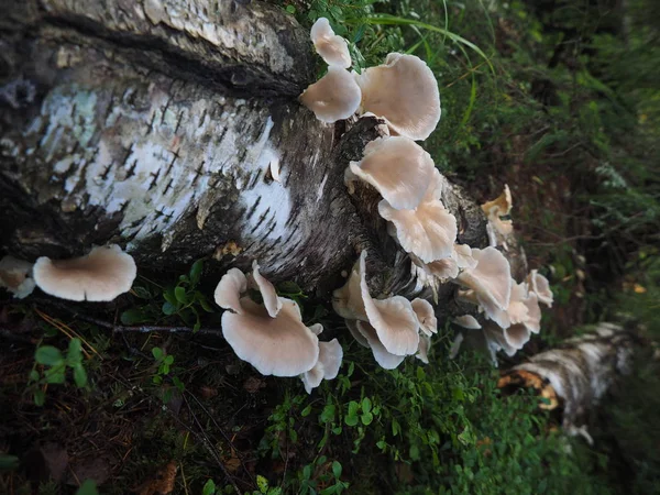 그 루터 기에 균 류 버섯 — 스톡 사진