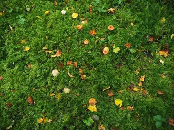Hojas amarillas sobre el musgo en el bosque — Foto de Stock