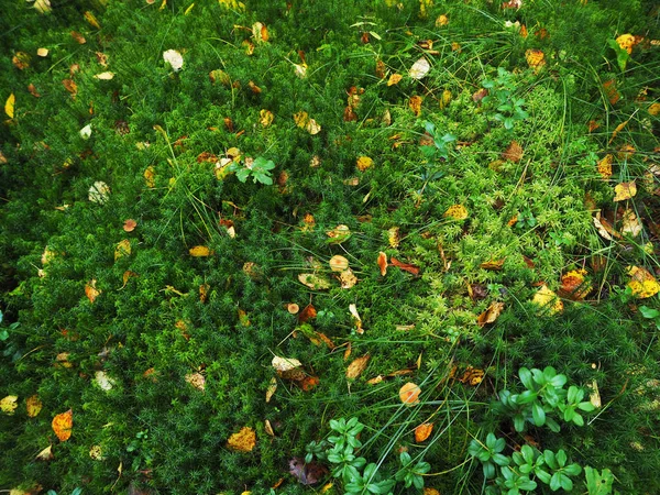 Gele bladeren op het mos in het bos — Stockfoto