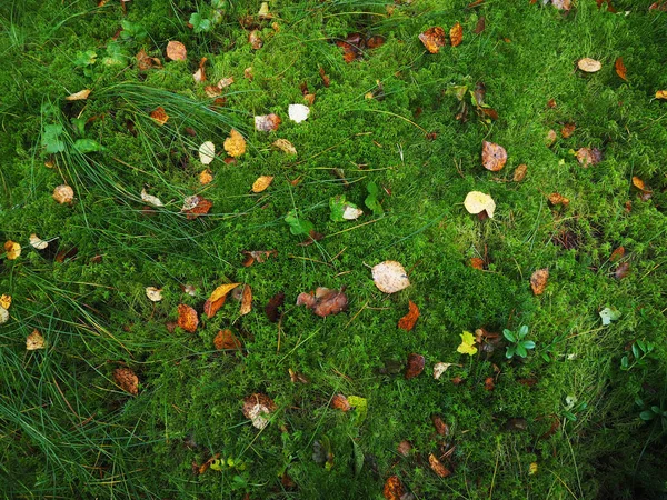 森の中の苔の上に黄色の葉 — ストック写真