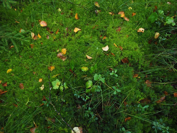 Feuilles jaunes sur la mousse dans la forêt — Photo
