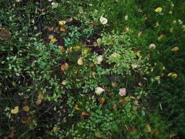 Желтые листья на мху в лесу — стоковое фото