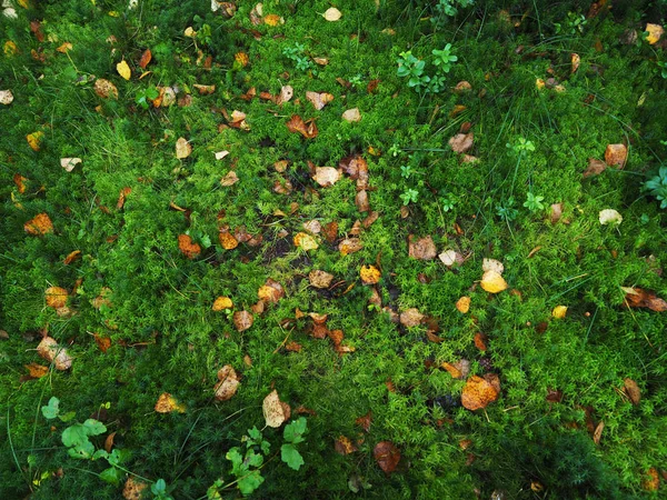 Žluté listy na mech v lese — Stock fotografie