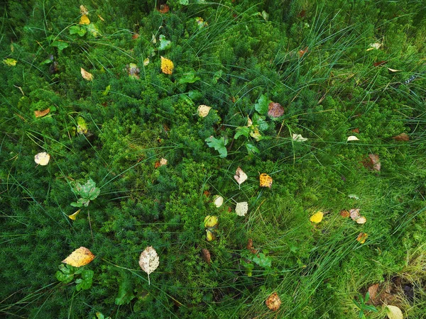 Gele bladeren op het mos in het bos — Stockfoto