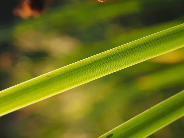 Erba nella foresta — Foto Stock