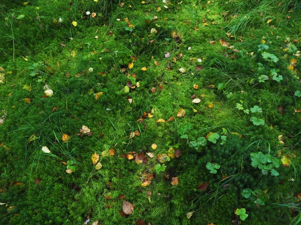 Folhas amarelas no musgo na floresta — Fotografia de Stock