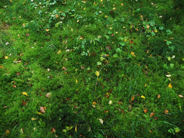 Hojas amarillas sobre el musgo en el bosque — Foto de Stock