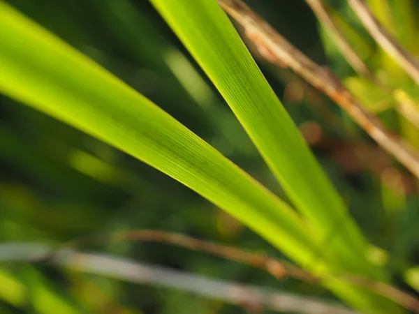 Erba nella foresta — Foto Stock