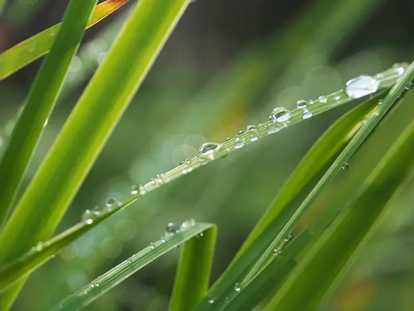 Gotas na grama na floresta — Fotografia de Stock