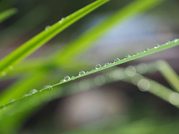Краплі на траві в лісі — стокове фото