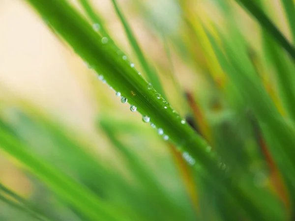 Gotas na grama na floresta — Fotografia de Stock