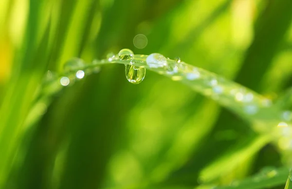 Gotas na grama na floresta — Fotografia de Stock