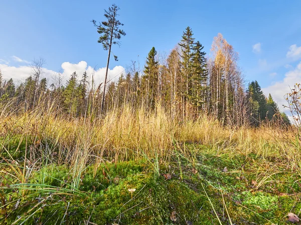 Palude in estate. russia — Foto Stock