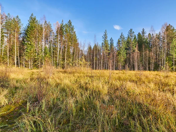 Palude in estate. russia — Foto Stock