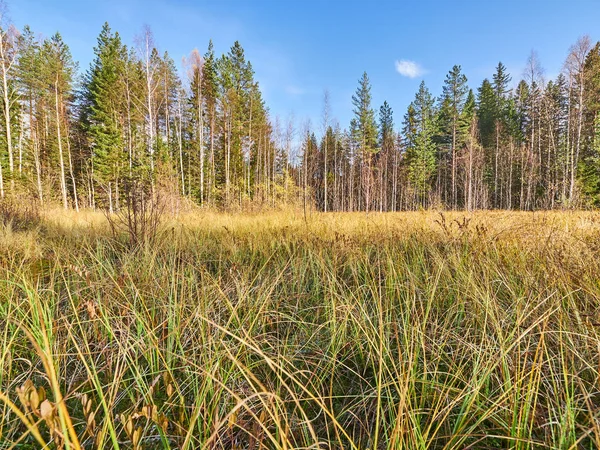 Palude in estate. russia — Foto Stock