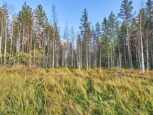 Palude in estate. russia — Foto Stock