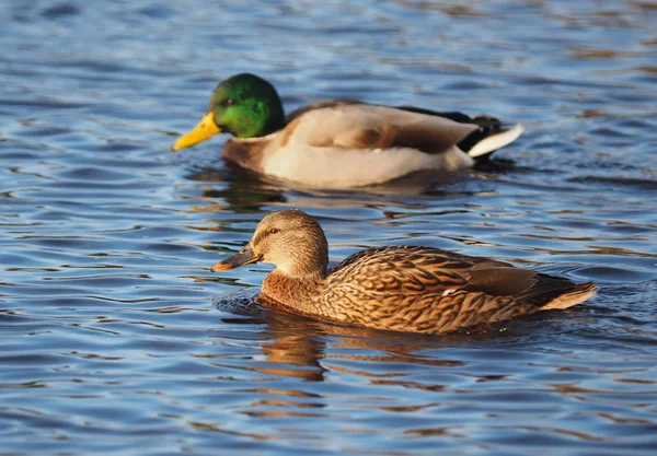 Germano reale sul lago — Foto Stock