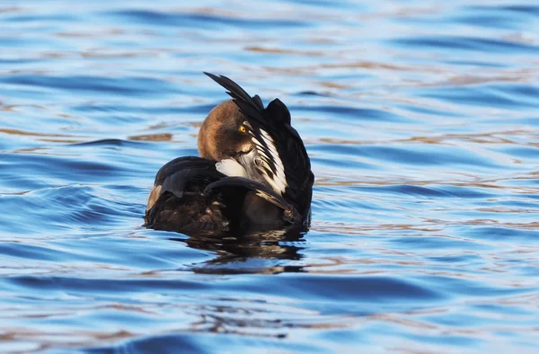 Duck Aythya fuligula on the river — Stock Photo, Image