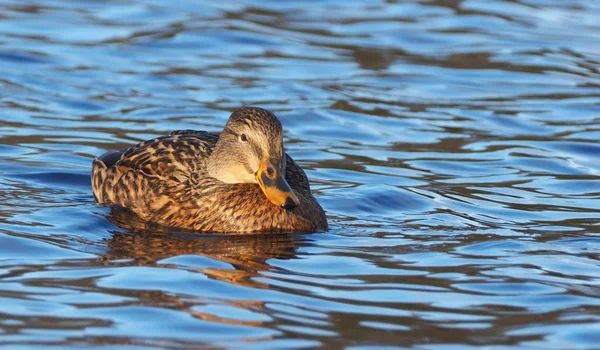 Mallard στη λίμνη — Φωτογραφία Αρχείου