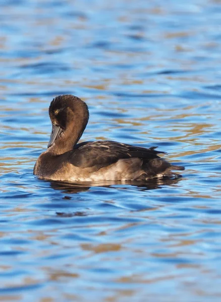 Canard Aythya fuligula sur la rivière — Photo