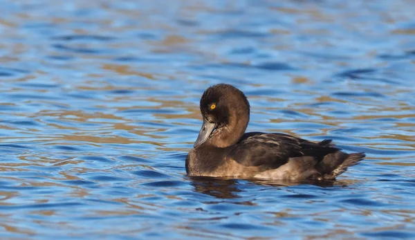 Anka Aythya fuligula på floden — Stockfoto