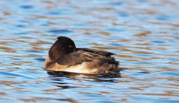 Canard Aythya fuligula sur la rivière — Photo