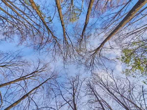 Árvores de baixo para cima no parque — Fotografia de Stock