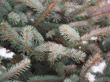 Ormandaki ladin dalı.