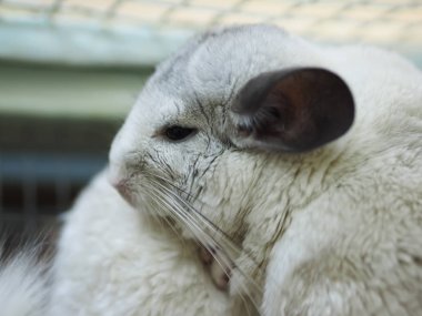Chinchilla bir kafes içinde