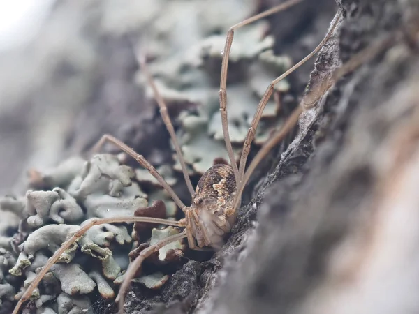 Spindlar Ett Bark Träd — Stockfoto