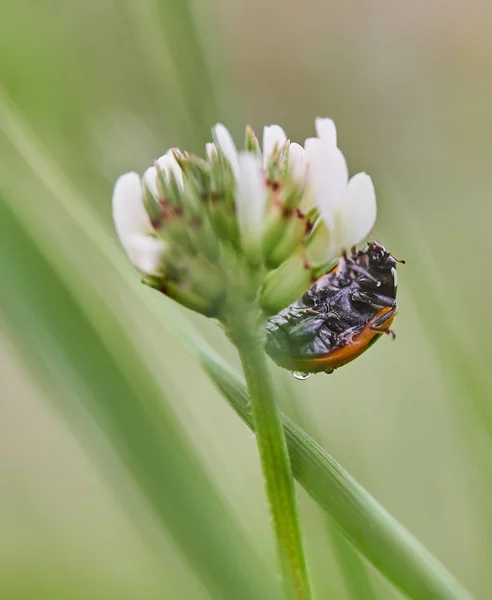 Ladybug Flower Forest — Stock Photo, Image