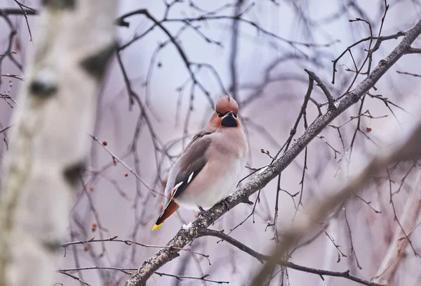 Sidensvansar Fågel Ett Träd — Stockfoto