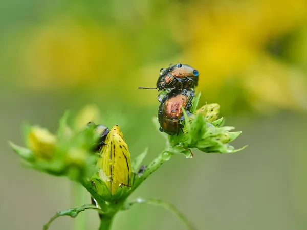 Bogár Chrysomelidae Egy Virág Erdőben — Stock Fotó