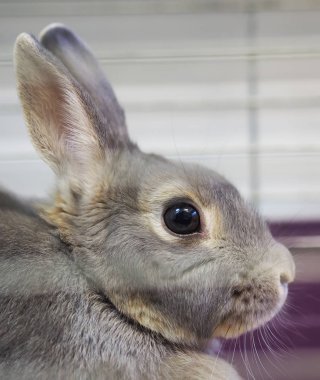 Tavşan Kafes içinde