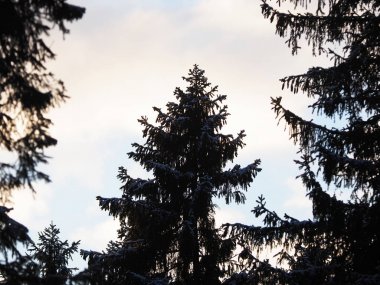 Ladin ormandaki kıvrımlarına