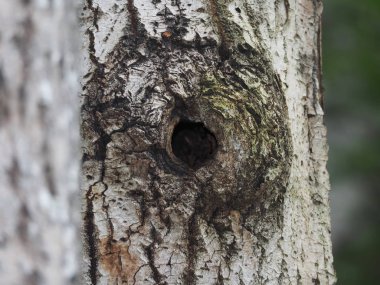 Aspen'de içi boş. Orman