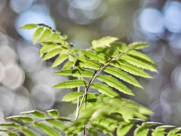 Ormandaki Ashberry — Stok fotoğraf