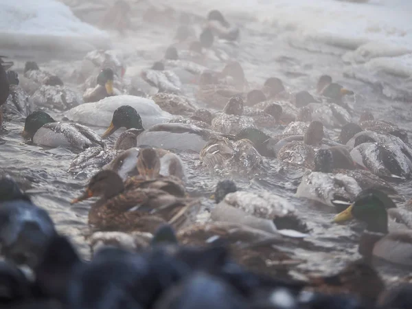 Ducks River Winter — Stock Photo, Image