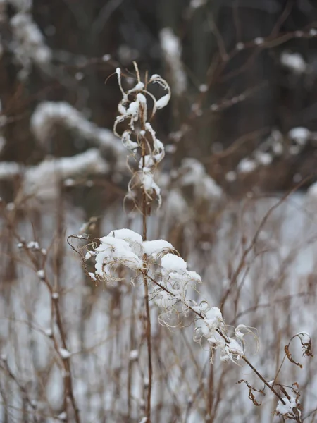 Plantas Secas Nieve —  Fotos de Stock