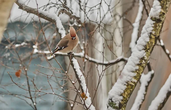 Waxwing Madár Fán — Stock Fotó