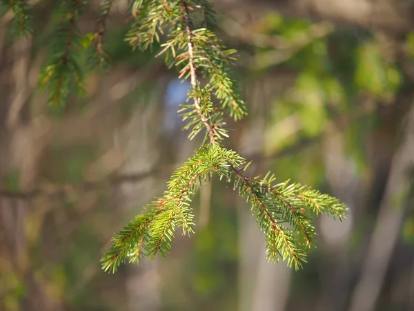 Gräsgren Skogen — Stockfoto