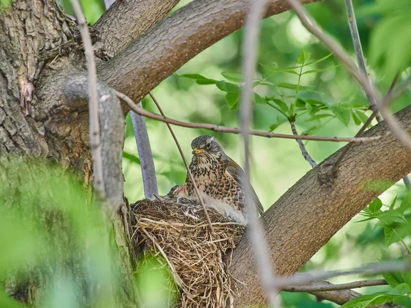 Kleine Lijsters Een Nest Het Bos — Stockfoto