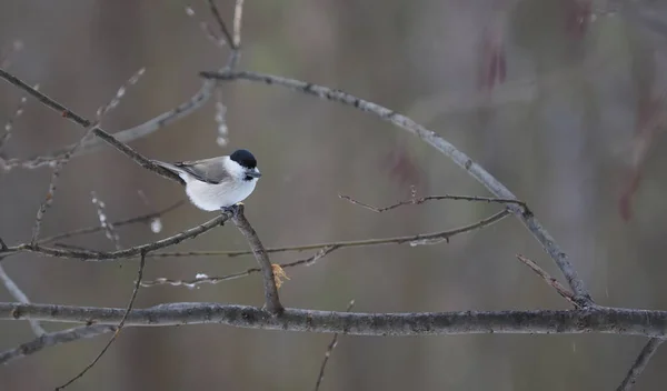 Tit Dans Forêt — Photo