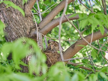Ormanın içinde bir yuva üzerinde küçük gutu